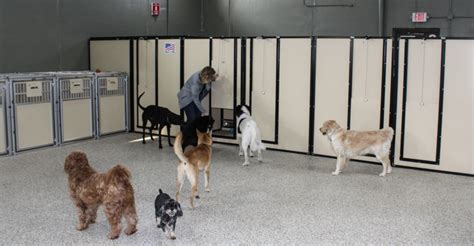 Best Doggy Day Care in Stone Mountain, GA .